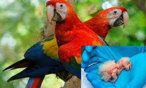 El Iberá tiene nuevos integrantes: nacieron tres crías de guacamayo